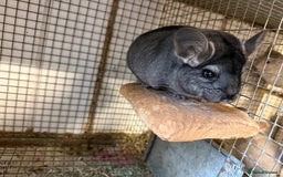 Chinchilla rodents for sale: Males and female chinchillas.  - Advert 17