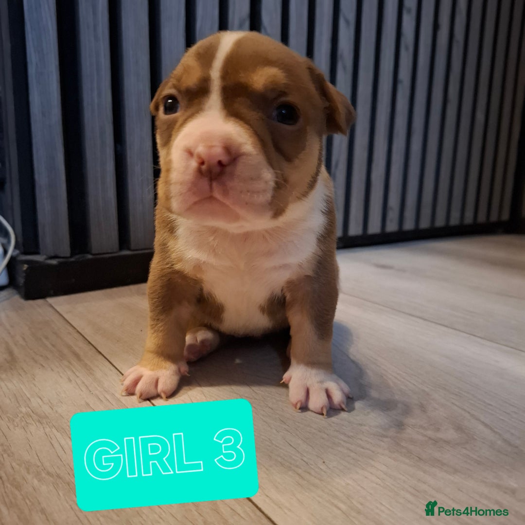 American Bully dogs for sale: AMERICAN BULLY PUPPIES 🐶  - Advert 7