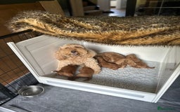 Cavapoo dogs for sale: Gorgeous Cavapoo puppies from family home  - Image 8