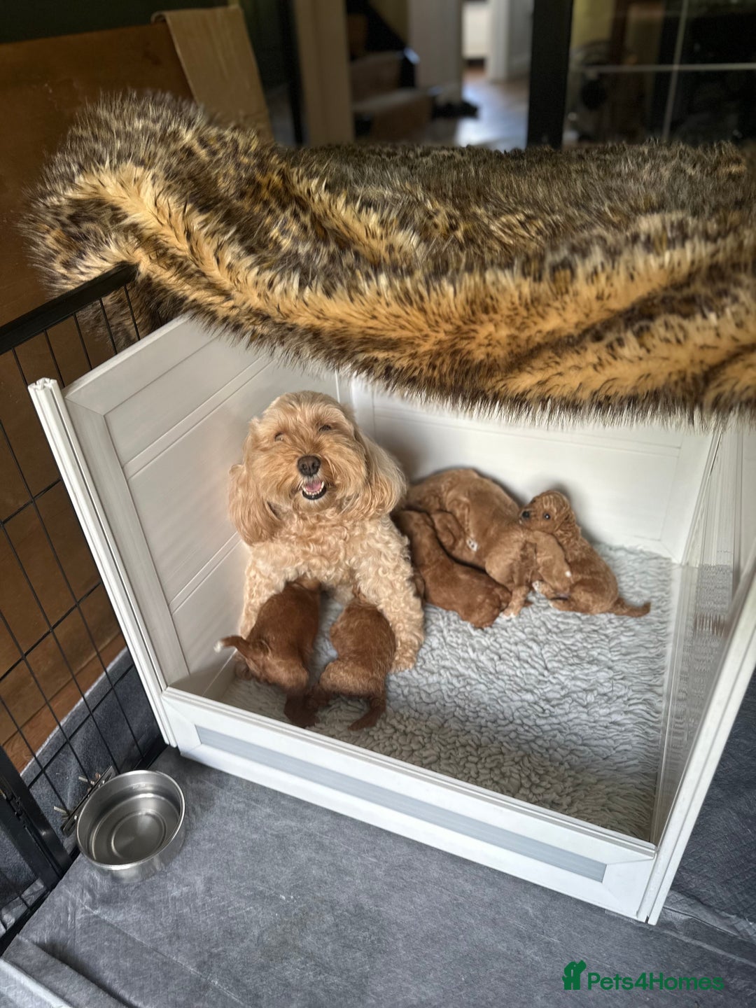 Cavapoo dogs for sale: Gorgeous Cavapoo puppies from family home  - Image 8