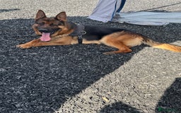 German Shepherd dogs for sale: Top Quality German Shepherd puppies  - Image 10