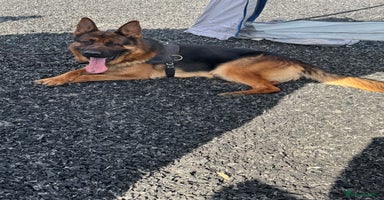 German Shepherd dogs - Advert 12