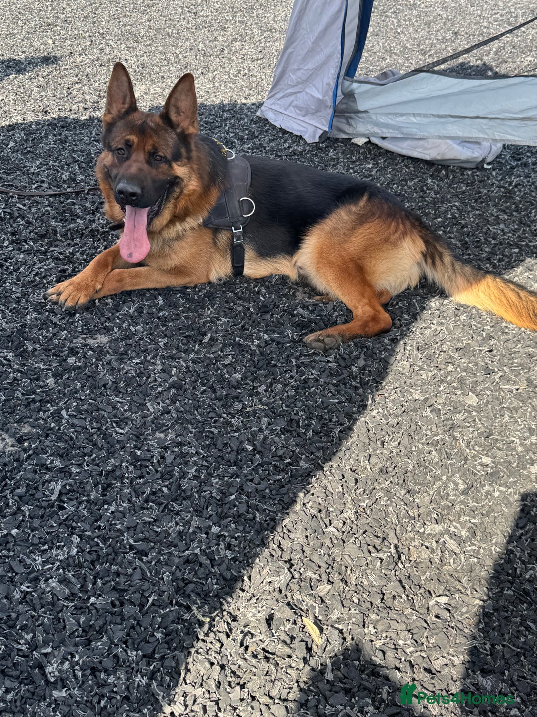 German Shepherd dogs for sale: Top Quality German Shepherd puppies  - Image 10