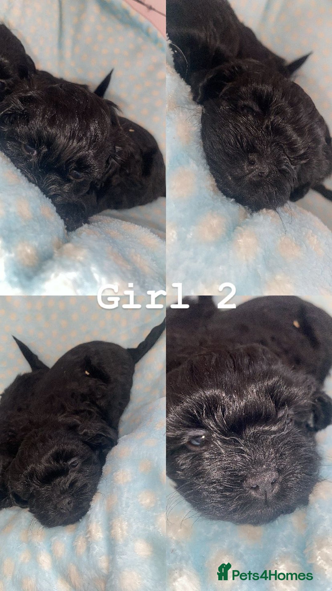 Shihpoo dogs for sale: Beautiful Shihpoos 🐶🐾 - Image 2