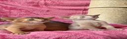 Abyssinian cats for sale: Beautiful GCCF Registered Abyssinian Kittens 💙❤️ - Advert 1