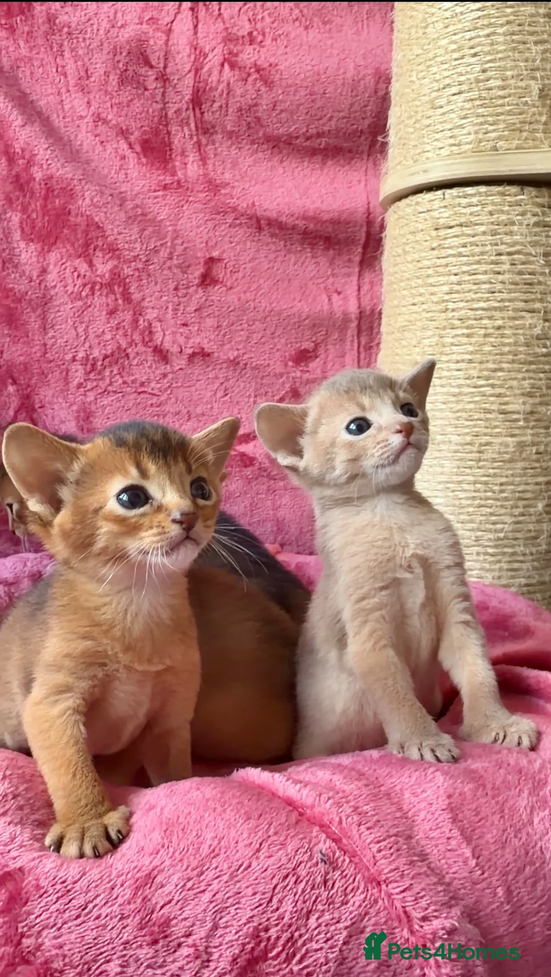 Abyssinian cats for sale: Beautiful GCCF Registered Abyssinian Kittens 💙❤️ - Advert 1