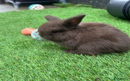 Mini Lop rabbits for sale: Beautiful mini lops - Image 10