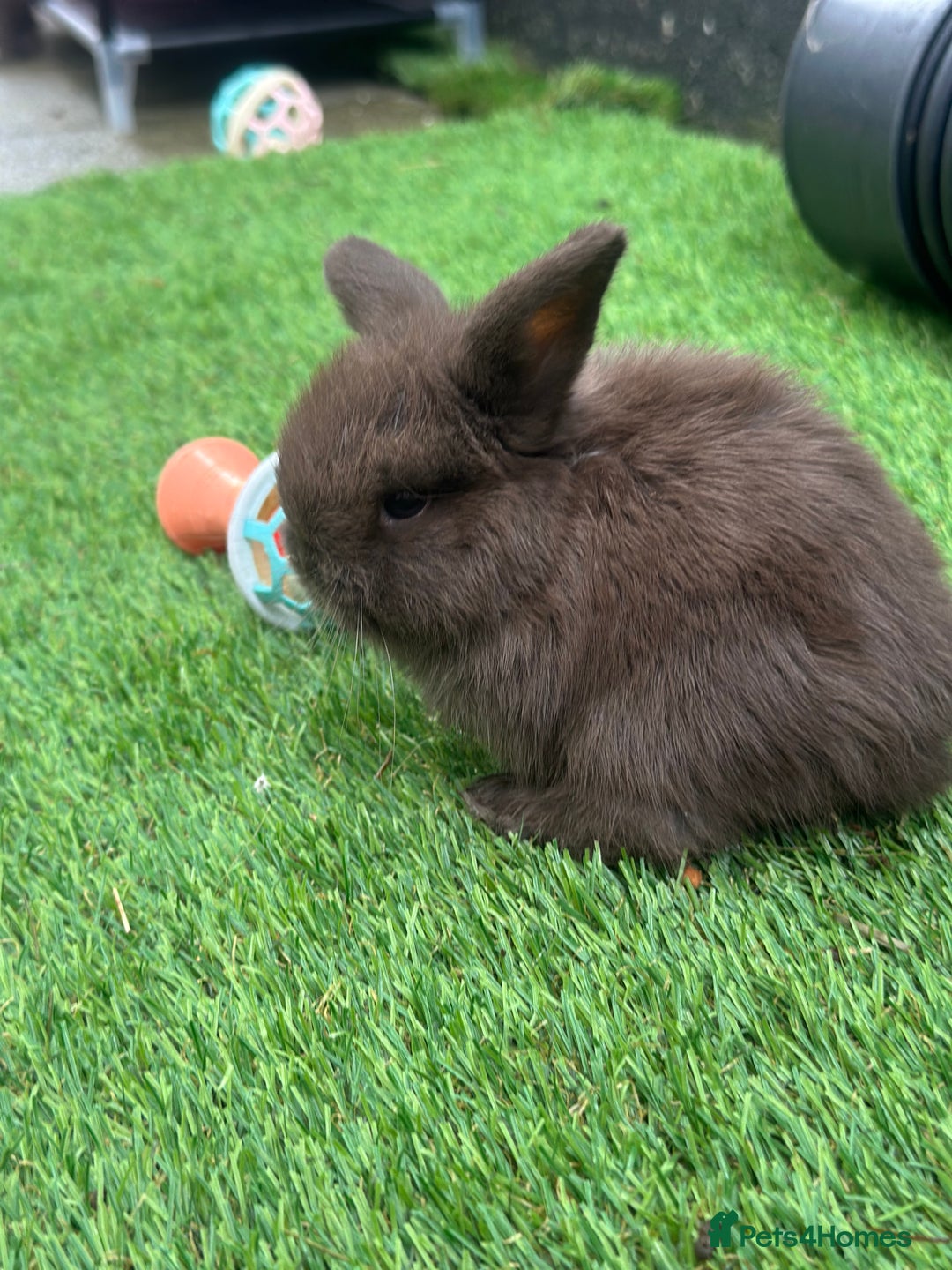 Mini Lop rabbits for sale: Beautiful mini lops - Image 10