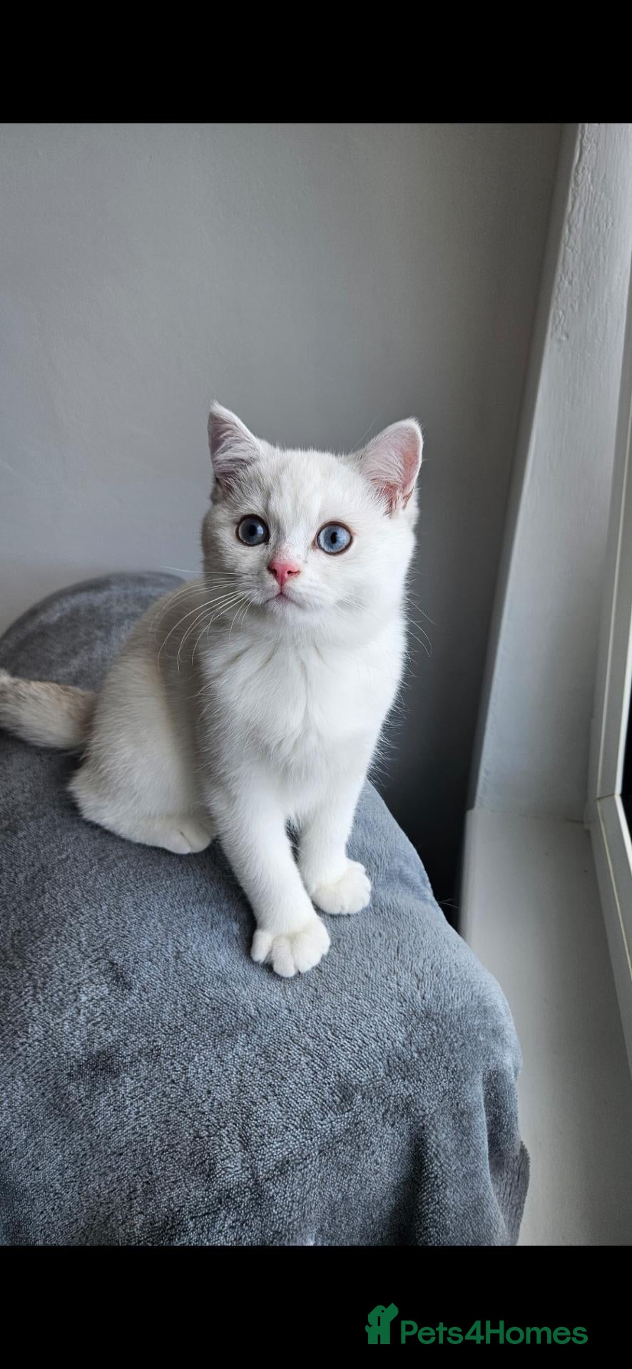 British Shorthair cats Beautiful kittens - Advert 2