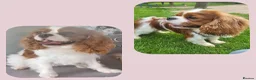 Cavalier King Charles Spaniel dogs for sale: Blenhiem cavalier king charles spaniel puppies - Advert 1