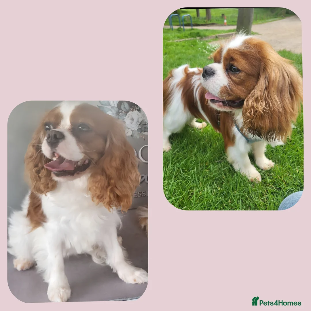 Cavalier King Charles Spaniel dogs for sale: Blenhiem cavalier king charles spaniel puppies - Advert 1