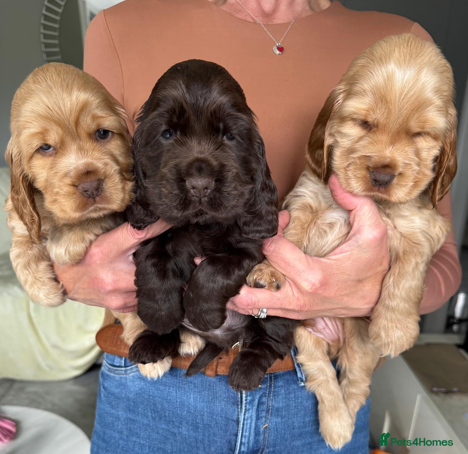 Cocker Spaniel dogs Quality Simbawood Lines TRUE Show Type Cockers - Advert 14