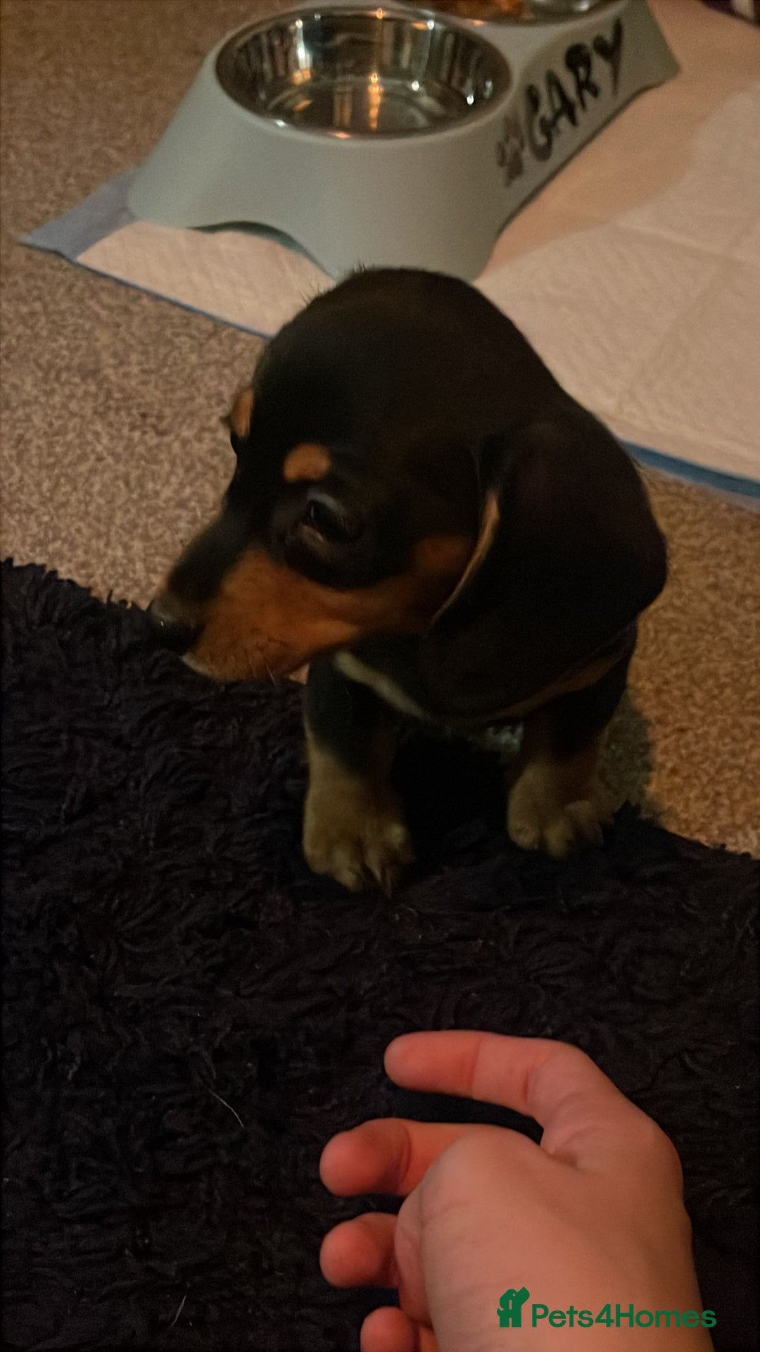 Miniature Dachshund dogs for sale: Mini Dachshund puppy - Advert 4