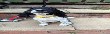 English Springer Spaniel 5