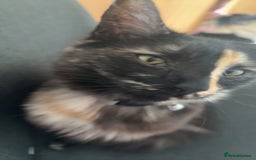 Mixed Breed cats for sale: 1 female cat for free - Image 2