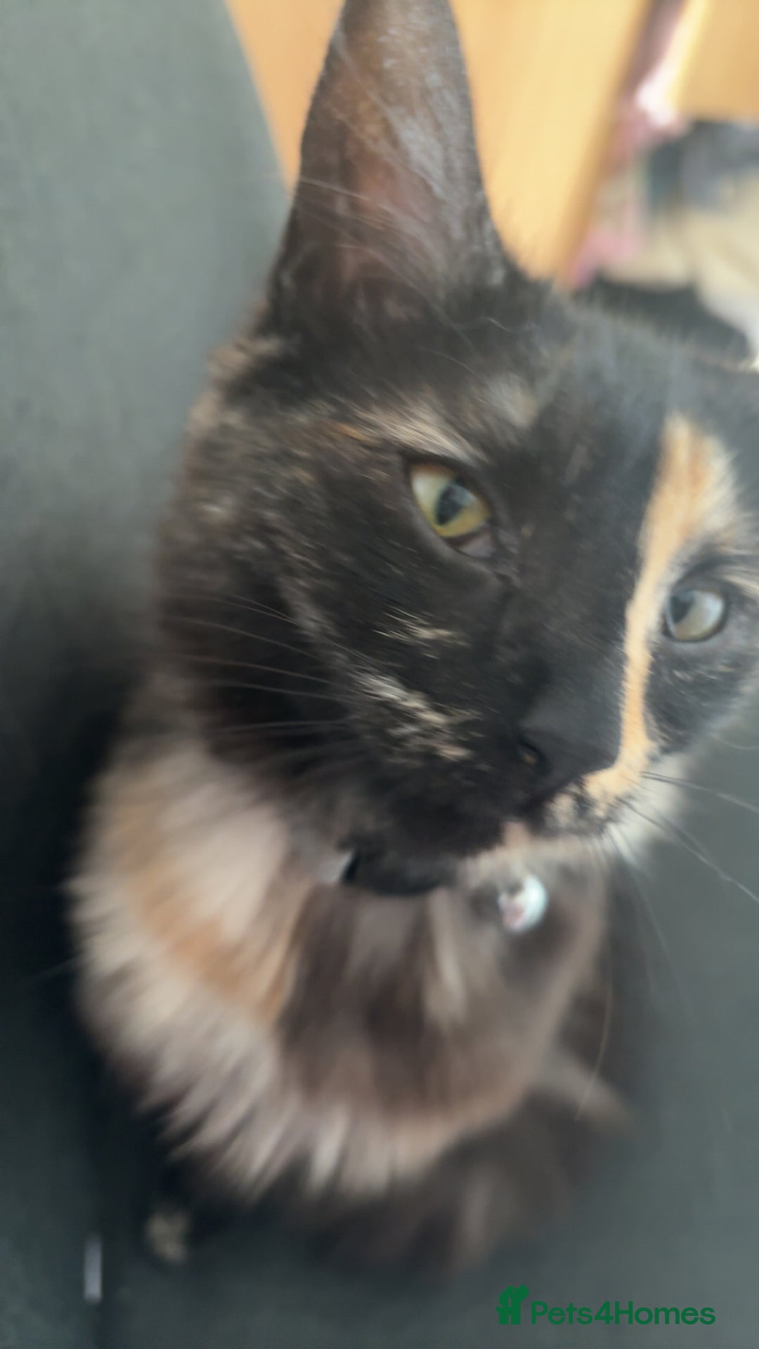 Mixed Breed cats for sale: 1 female cat for free - Image 2