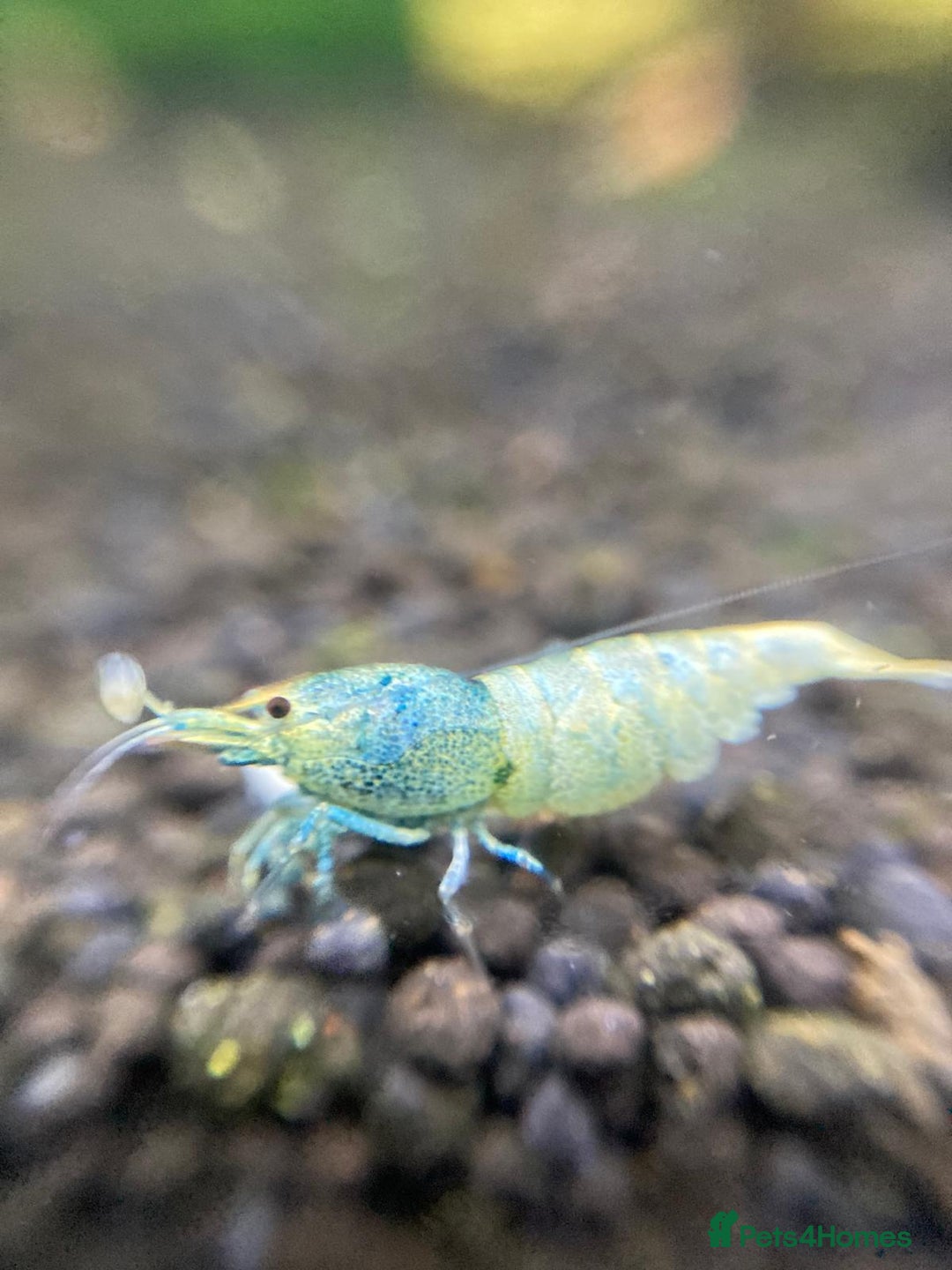 Shrimps fish for sale: Caridina shrimp in Sunbury-on-Thames - Image 7