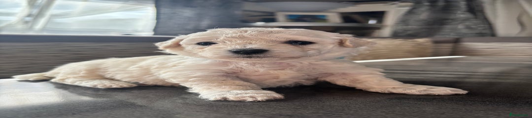 Bichon Frise Puppy 1
