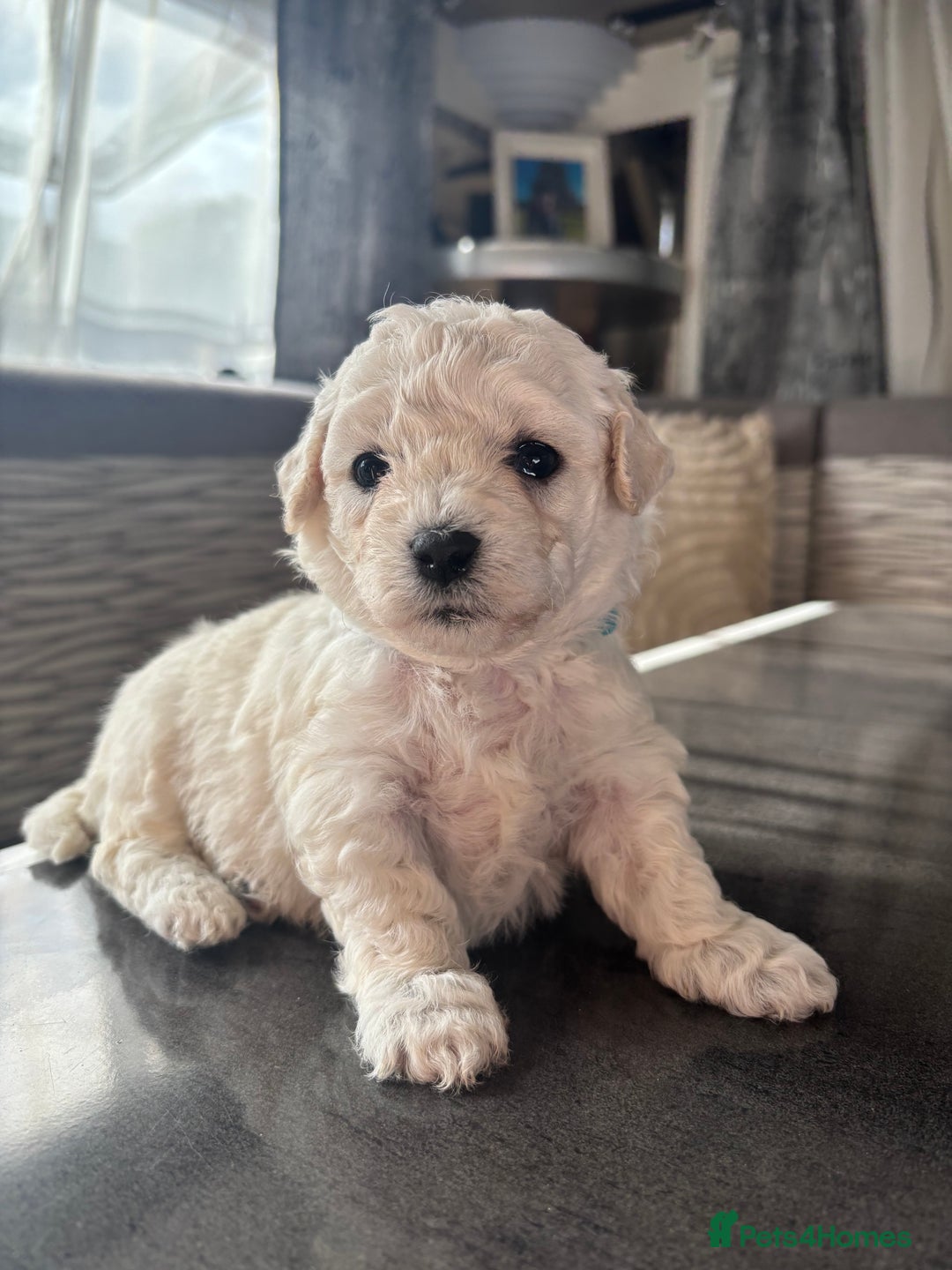 Bichon Frise dogs for sale: bichon frise - Image 4