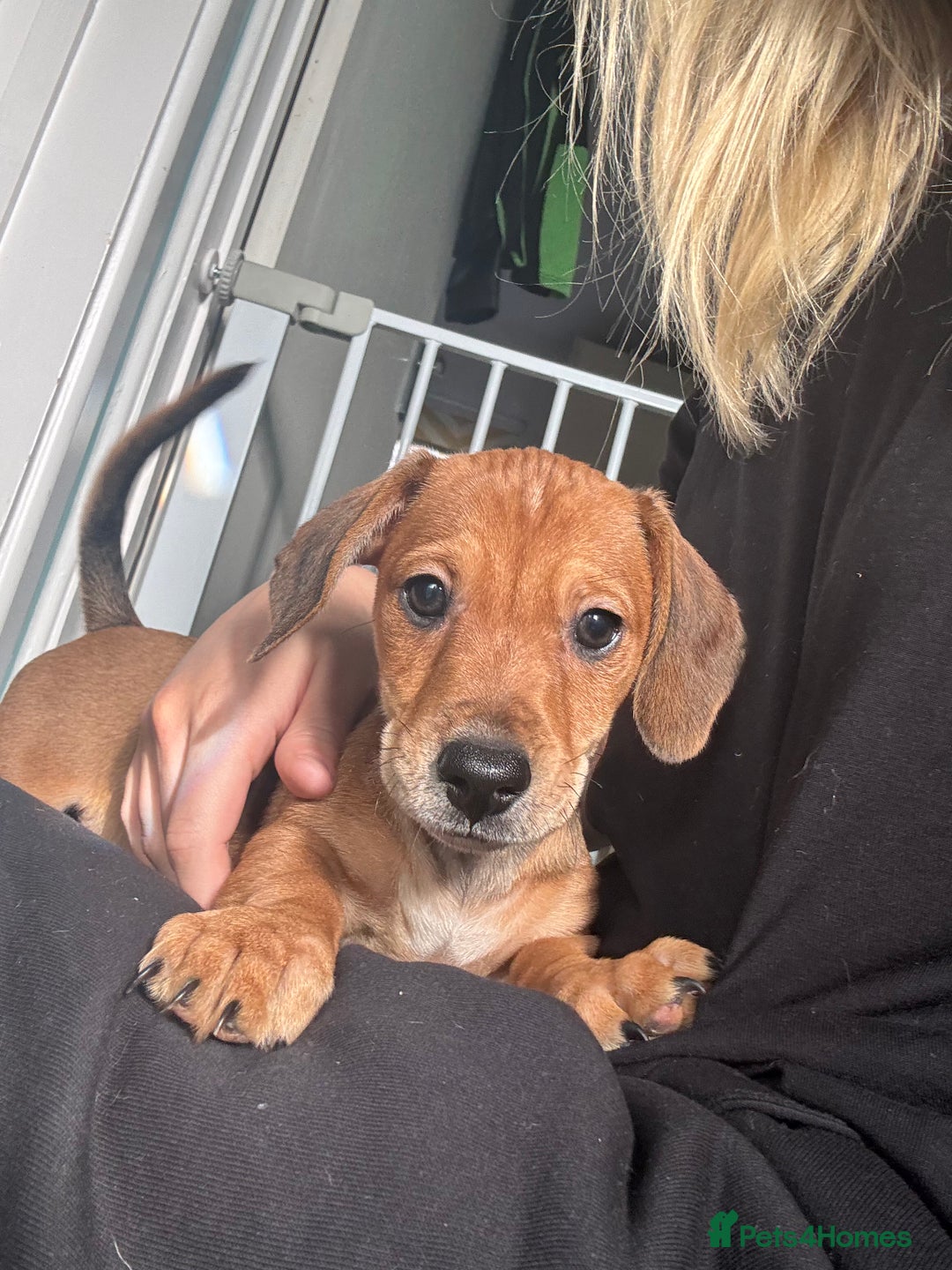 Mixed Breed dogs for sale: Two beautiful brown boys(chocolate& cream &dapple) - Advert 7