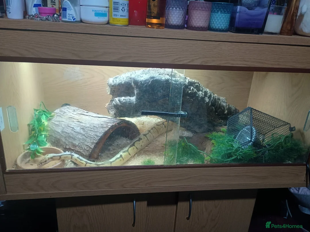 Python Snake reptiles for sale: Firebee ball python with viviuram  - Advert 2