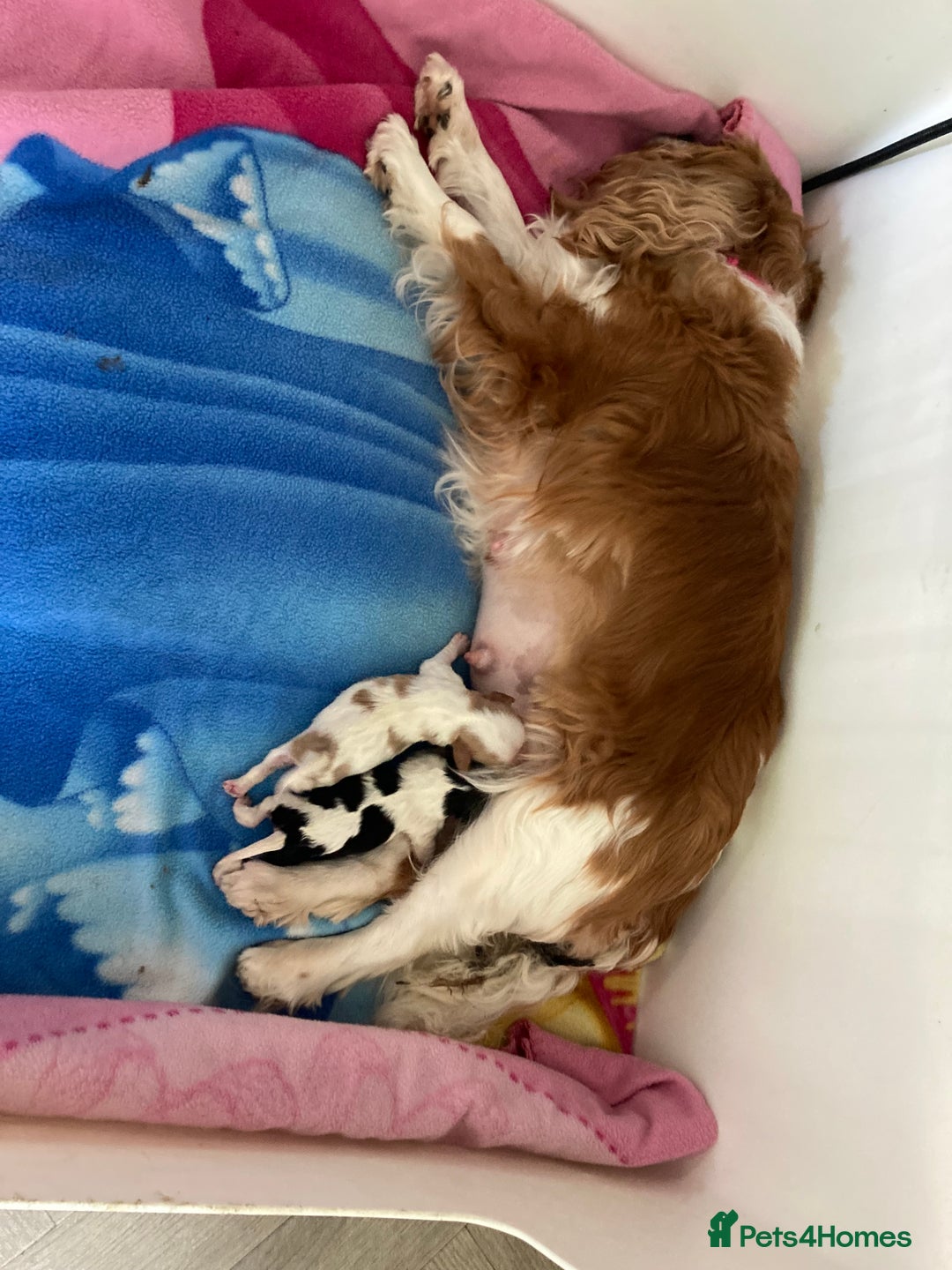 Cavalier King Charles Spaniel dogs for sale: KC Cavalier King Charles Spaniel - Advert 1