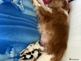 Cavalier King Charles Spaniel dogs KC Cavalier King Charles Spaniel - Advert 11