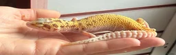 Leopard Gecko reptiles for sale: Jungle designer leopard gecko  - Advert 2