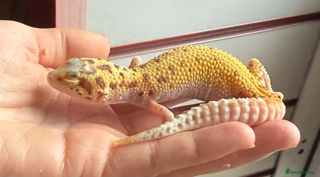 Leopard Gecko reptiles for sale: Jungle designer leopard gecko  - Advert 2