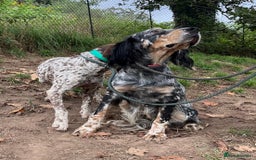 English Setter dogs for adoption: Whisky - Image 7