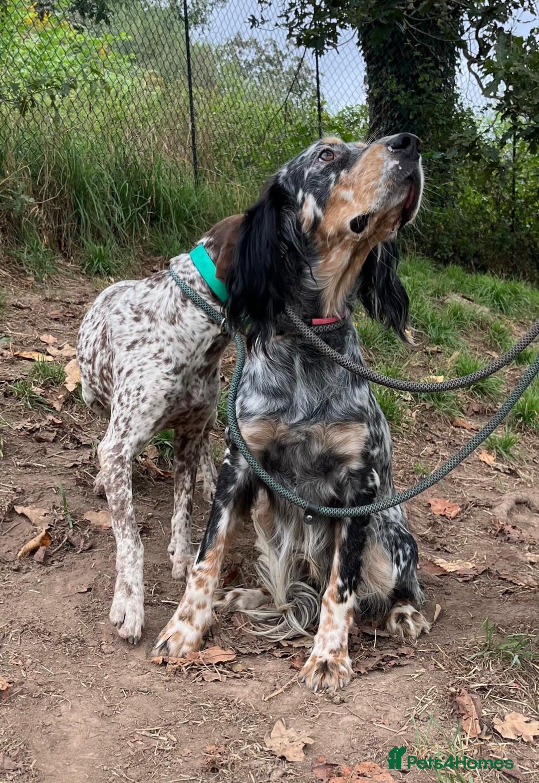English Setter dogs for adoption: Whisky - Image 7