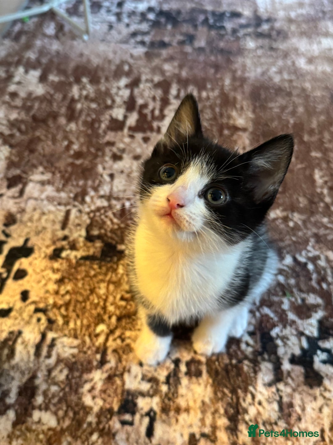 Domestic Shorthair cats for sale: 3 female kittens - Image 3