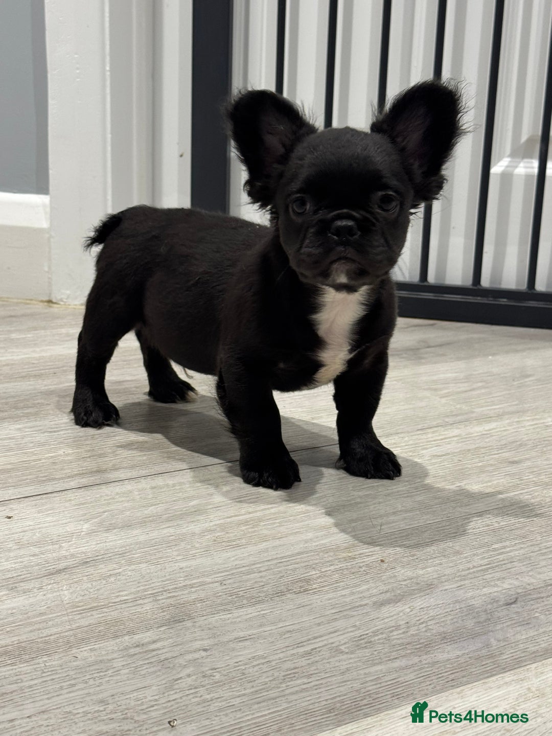 French Bulldog dogs for sale: Beautiful French Bulldogs Males  - Advert 11
