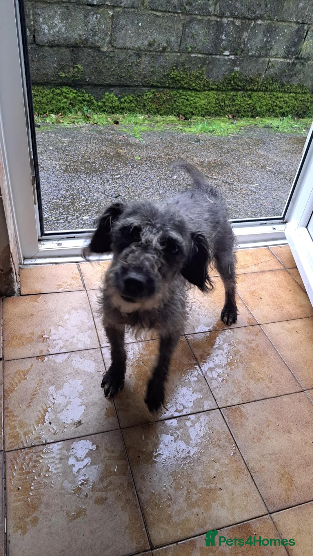 Patterdale Terrier dogs for sale: Patterdale puppies in Llandysul - Advert 8