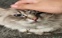 Ragdoll cats for sale: Stunning ragdoll kittens  - Image 5