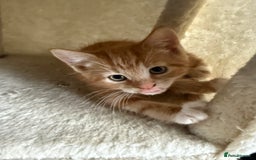Mixed Breed cats for sale: available: one ginger boy and three girls - Image 4