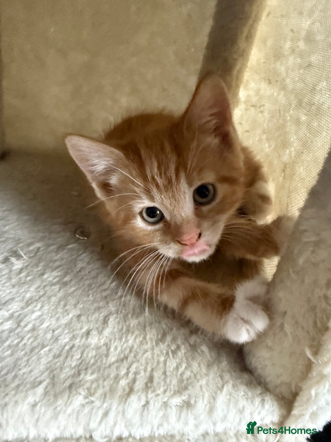 Mixed Breed cats for sale: available: one ginger boy and three girls - Image 4
