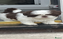 Shih Tzu dogs for sale: Shitzus for sale - Image 1