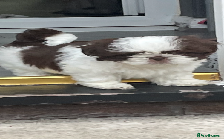 Shih Tzu dogs - Advert 1