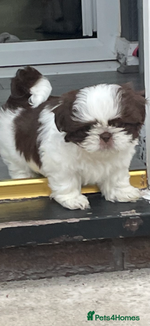 Shih Tzu dogs - Advert 14