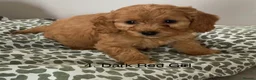 Cockapoo dogs for sale: Beautiful Cockapoo F1 puppies  - Advert 8