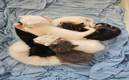 Mixed Breed cats for sale: Kittens Available to Reserve - Image 25