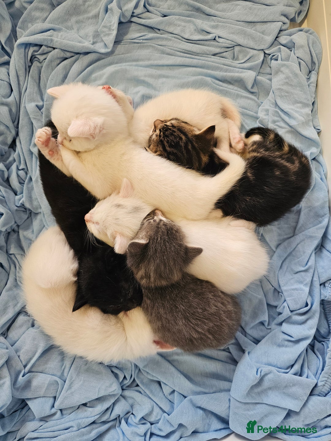 Mixed Breed cats for sale: Kittens Available to Reserve - Image 25