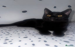 Mixed Breed cats for sale: 6 month old male 🐈‍⬛ - Image 3