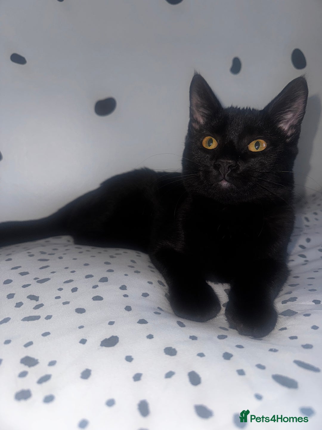 Mixed Breed cats for sale: 6 month old male 🐈‍⬛ - Image 3