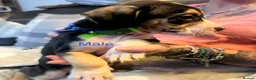 American Bulldog dogs for sale: American bulldog puppies  - Advert 6