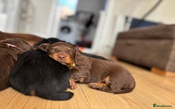Miniature Dachshund dogs for sale: Long Haired Miniature Dachshunds - Image 15
