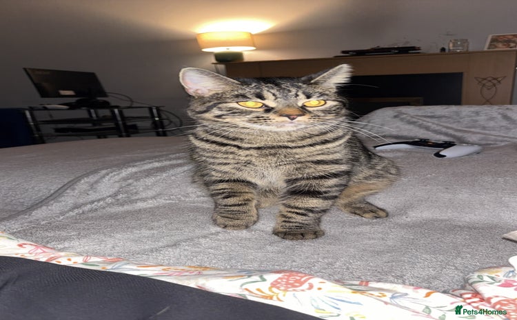 Domestic Shorthair cats - Advert 1