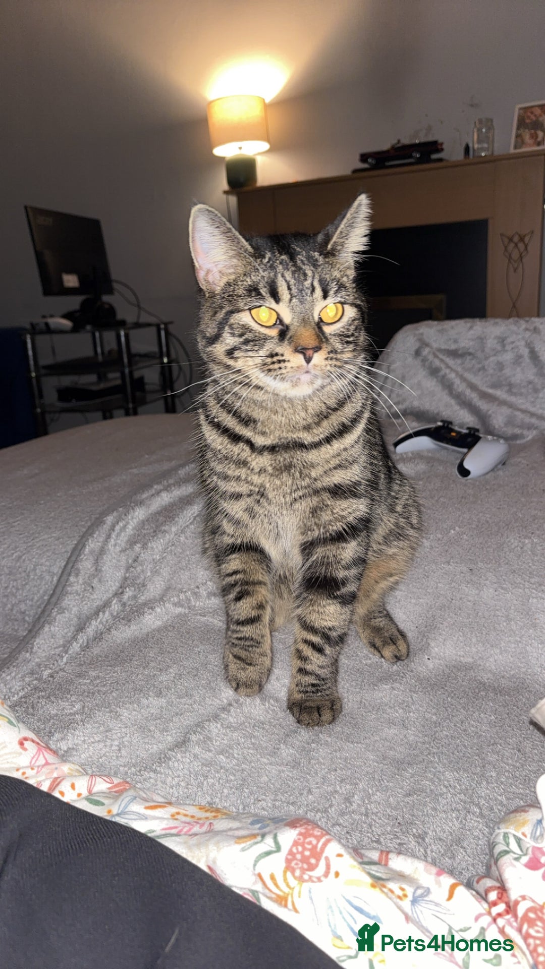 Domestic Shorthair cats for sale: 1 year old cat for rehome  - Image 1