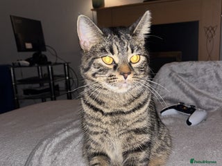 Domestic Shorthair cats - Advert 36